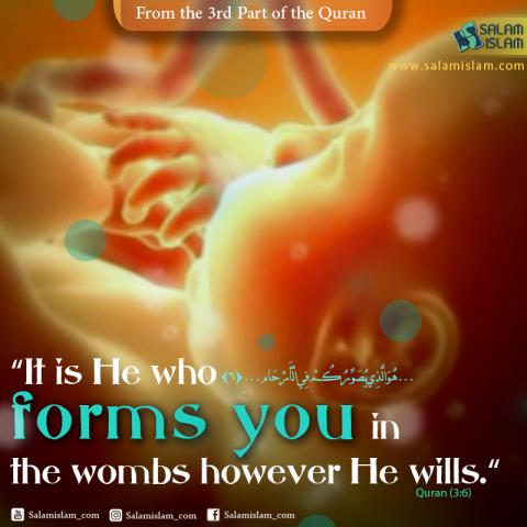 From the Third Part of the Quran Our Creation in the Womb